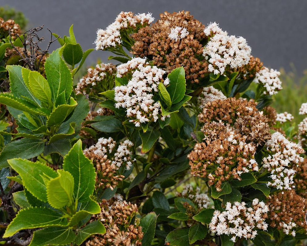 Ageratina pseudochilca has clustered white flowers beside older brown flowerheads above rounded leaves
