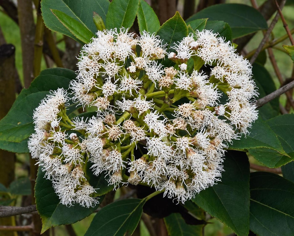 Ageratina tinifolia has white tufted flowerheads with projecting styles and unopened buds above its leaves