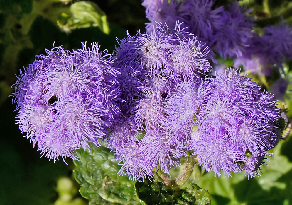 Rounded Ageratum houstonianum inflorescences with each flower head composed of numerous tiny, thread-like florets that give it a soft, flossy appearance 