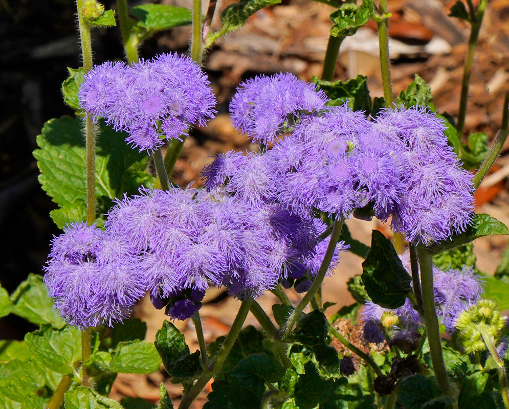 Clusters of dense, rounded purple Ageratum houstonianum inflorescences