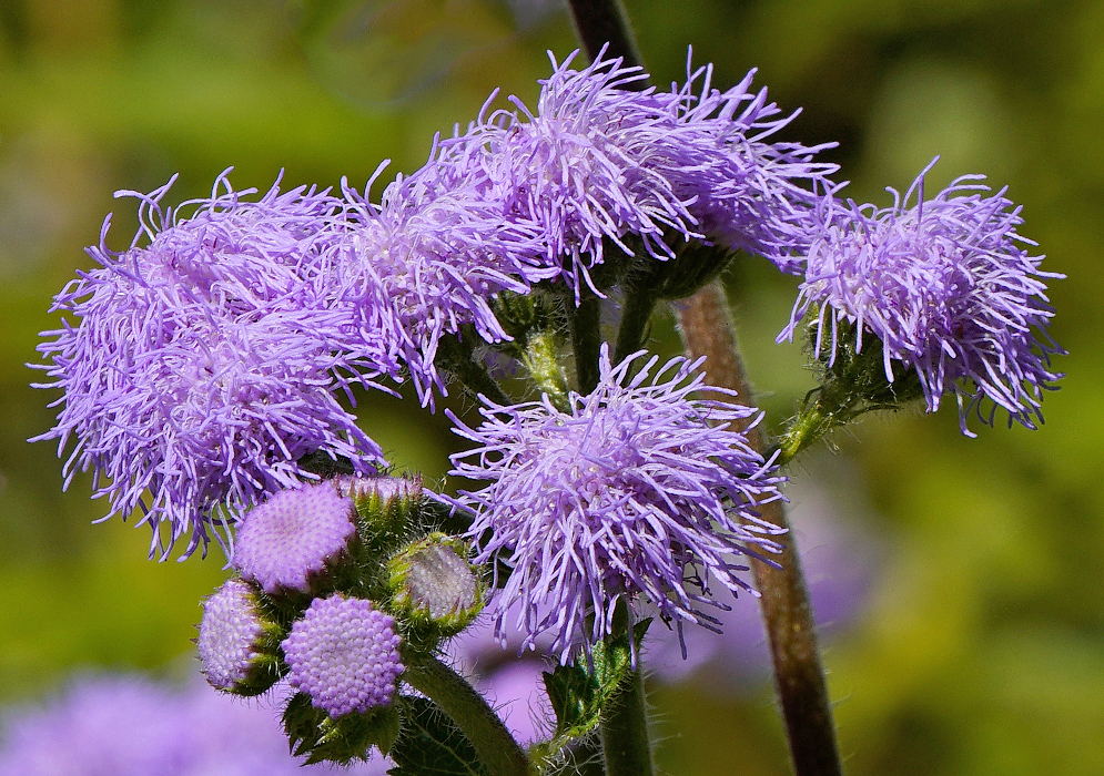 Vibrant lavender Ageratum houstonianum inflorescences with each flower head composed of numerous tiny, thread-like florets that give it a soft, feathery appearance 