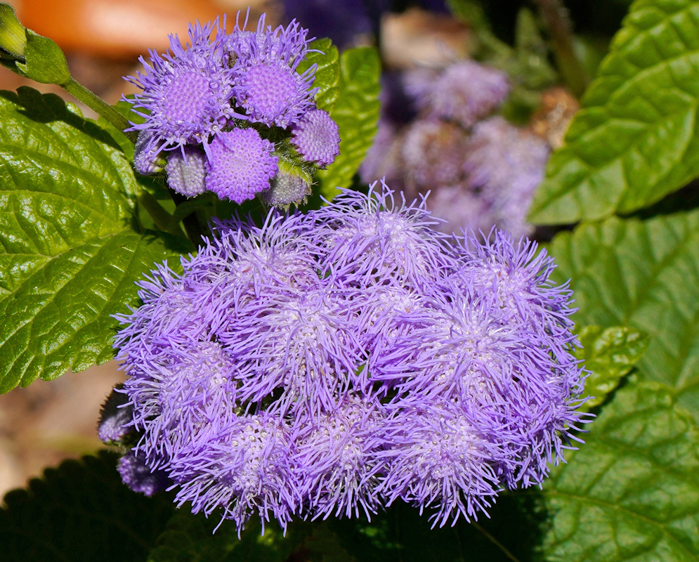 Rounded Ageratum houstonianum inflorescences with each flower head composed of numerous tiny, thread-like florets that give it a soft, flossy appearance 