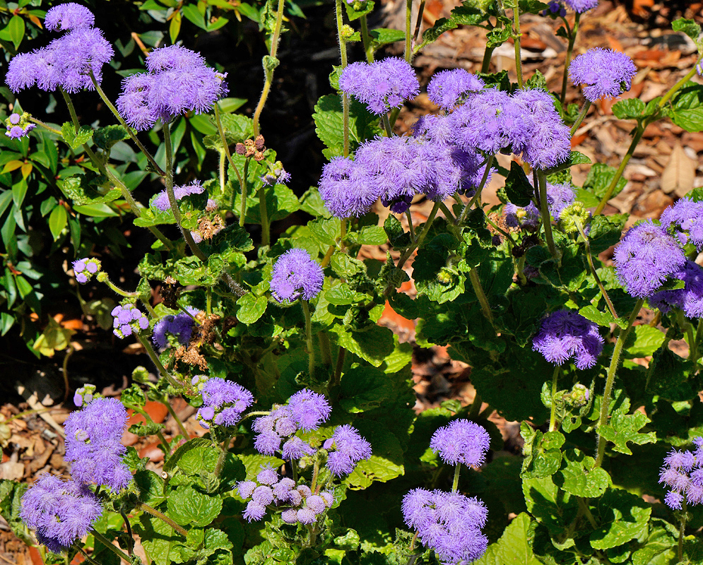 Ageratum houstonianum purple flowers in sunlight and shade