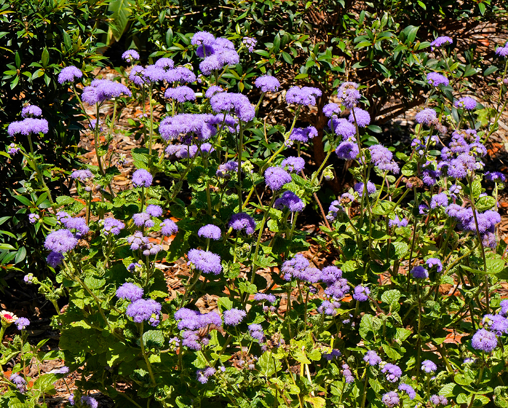 A ground cover of Ageratum houstonianum purple flowers