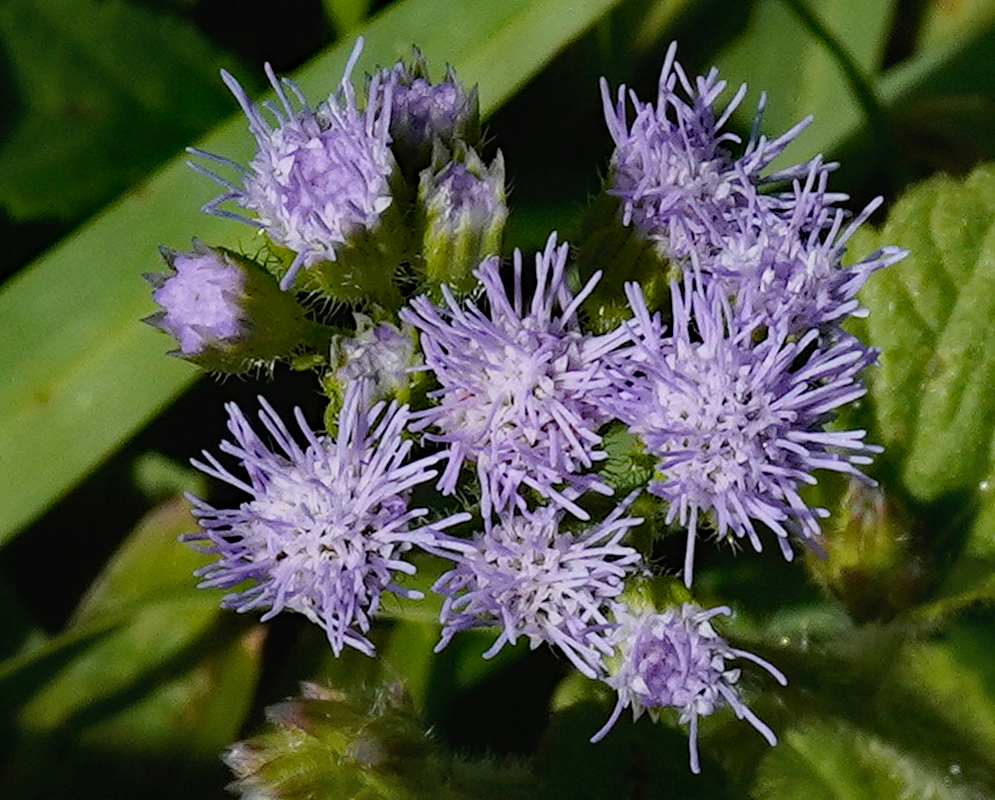 Ageratum littorale bears several lavender flowerheads above branching green stems