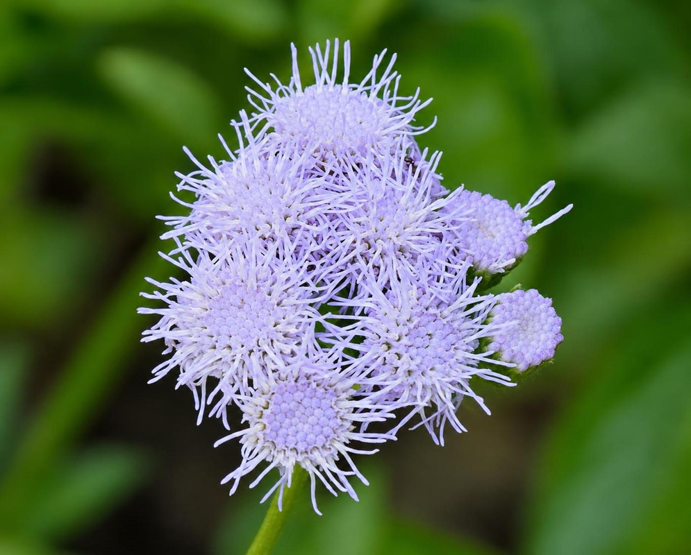 Ageratum littorale Close Flower Cluster Fine lavender florets form a dense rounded Ageratum littorale flower cluster