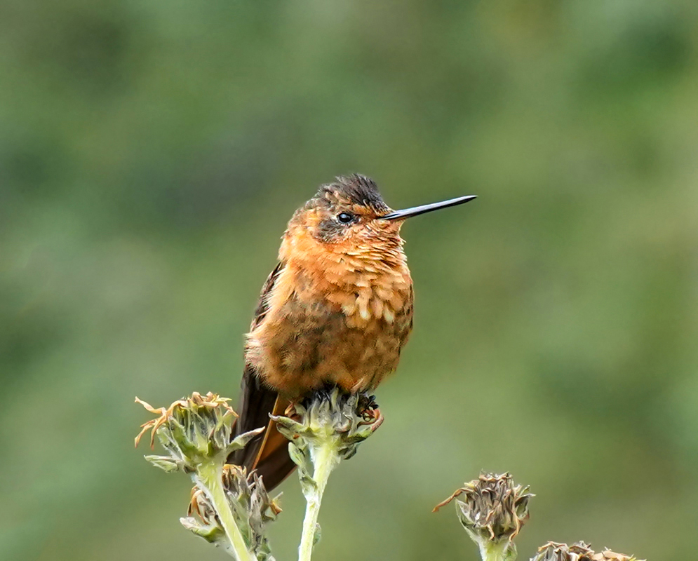 Coppery-Bellied Puffleg Perched Coppery-bellied puffleg hummingbird with iridescent orange plumage perched atop dried flower stems in a high-altitude Andean habitat