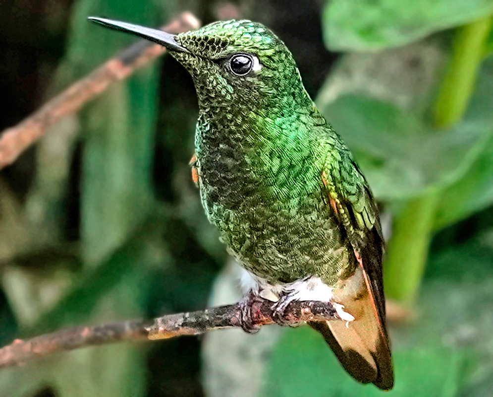 Female Violet-Tailed Sylph Perched Female violet-tailed sylph hummingbird with shimmering green plumage and a short tail perched quietly on a twig in a dense tropical forest