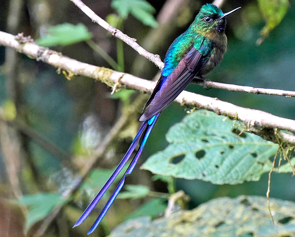 Male Violet-Tailed Sylph in Cloud Forest Male violet-tailed sylph hummingbird displaying vibrant turquoise and violet plumage with elongated iridescent tail feathers perched on a branch in a cloud forest