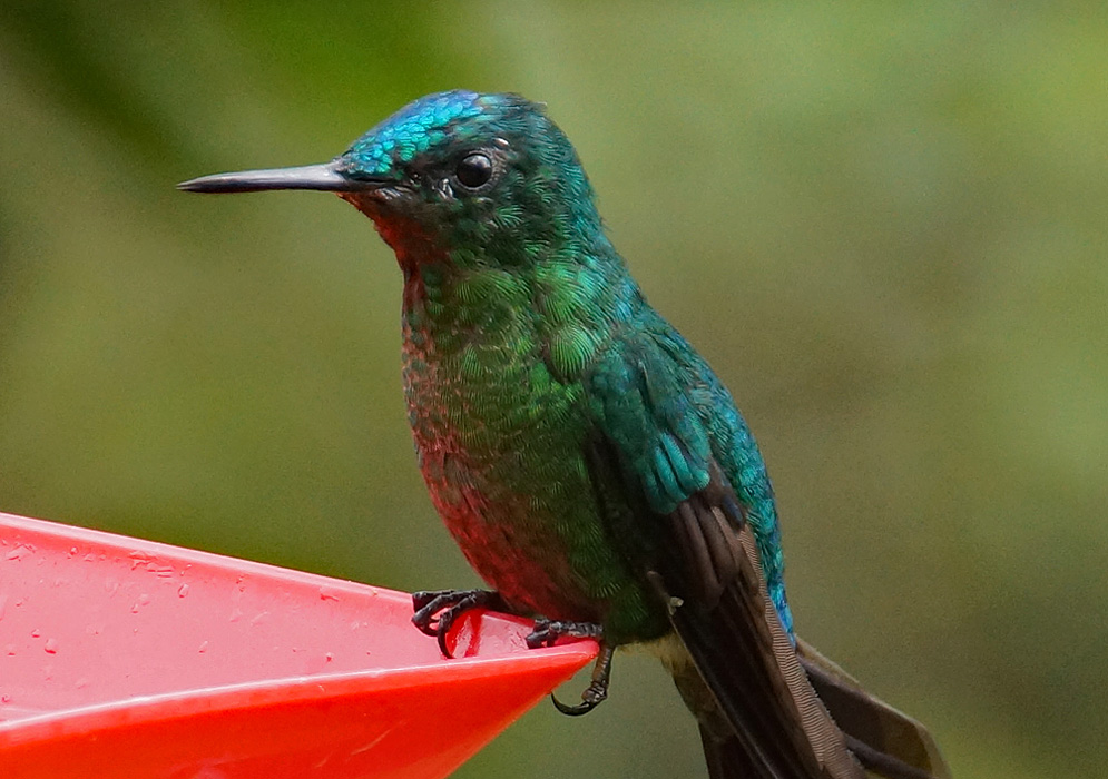 A long-tailed sylph with shining green and blue feathers perched on a red bird feeder