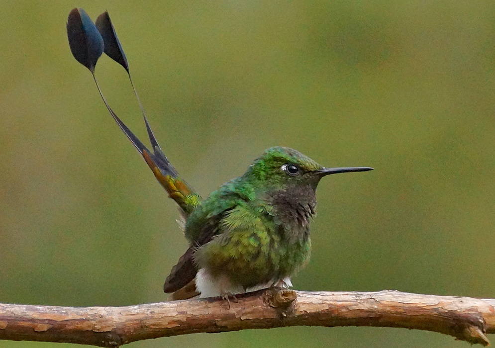 A green Aglaiocercus kingi perched on a branch with tail feathers erect