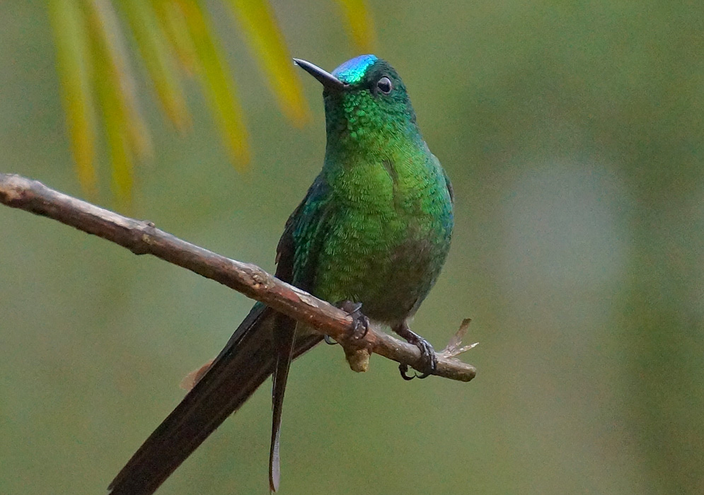 A green Aglaiocercus kingi with metallic blue head feathers on a branch
