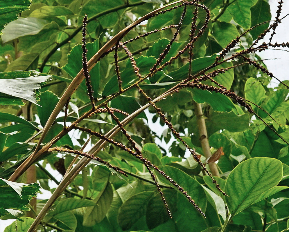 Aiphanes hirsuta has long branched flower stalks bearing rows of small developing structures among palm leaves