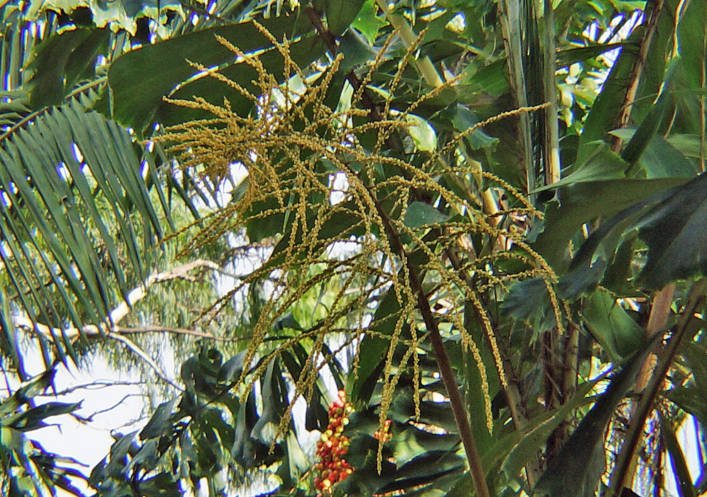 A Aiphanes inflorescence with yellow flowers 