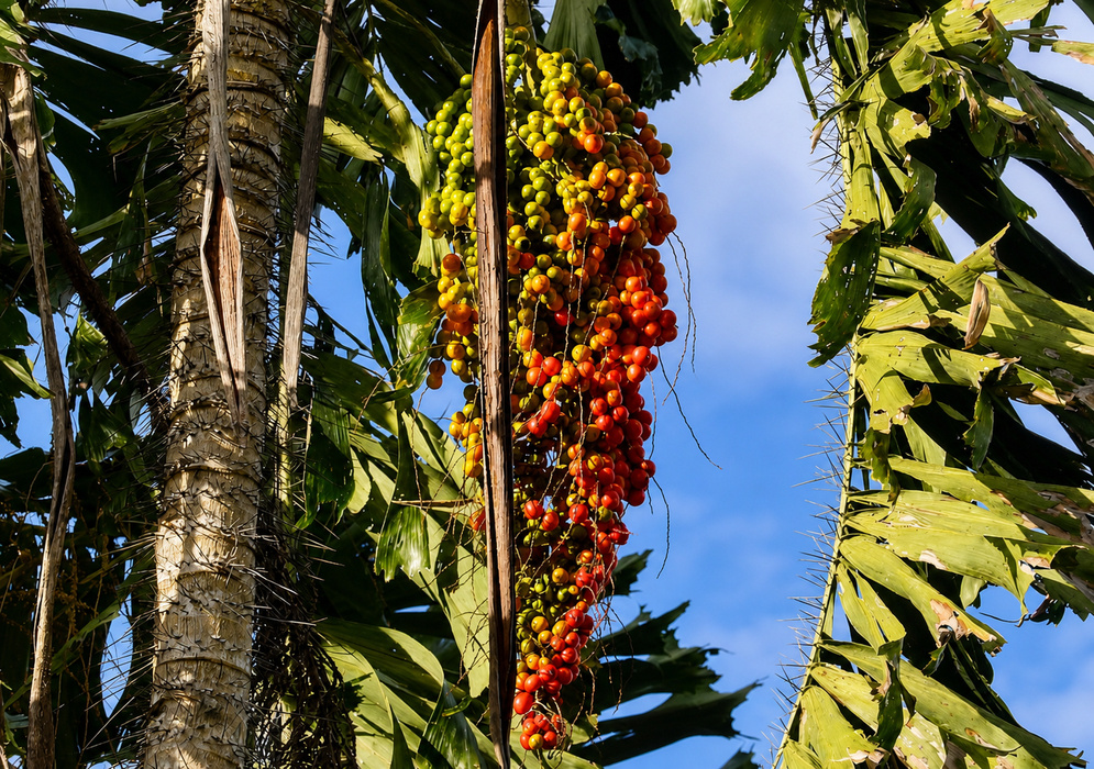 Aiphanes horrida Red Fruit Cluster of ripe red Aiphanes horrida fruit hanging among rigid black spines