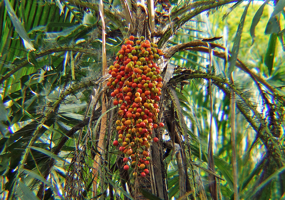 A hanging Aiphanes horrida inflorescence with red, yellow, green and orange fruit surrounded by spiny fronds 