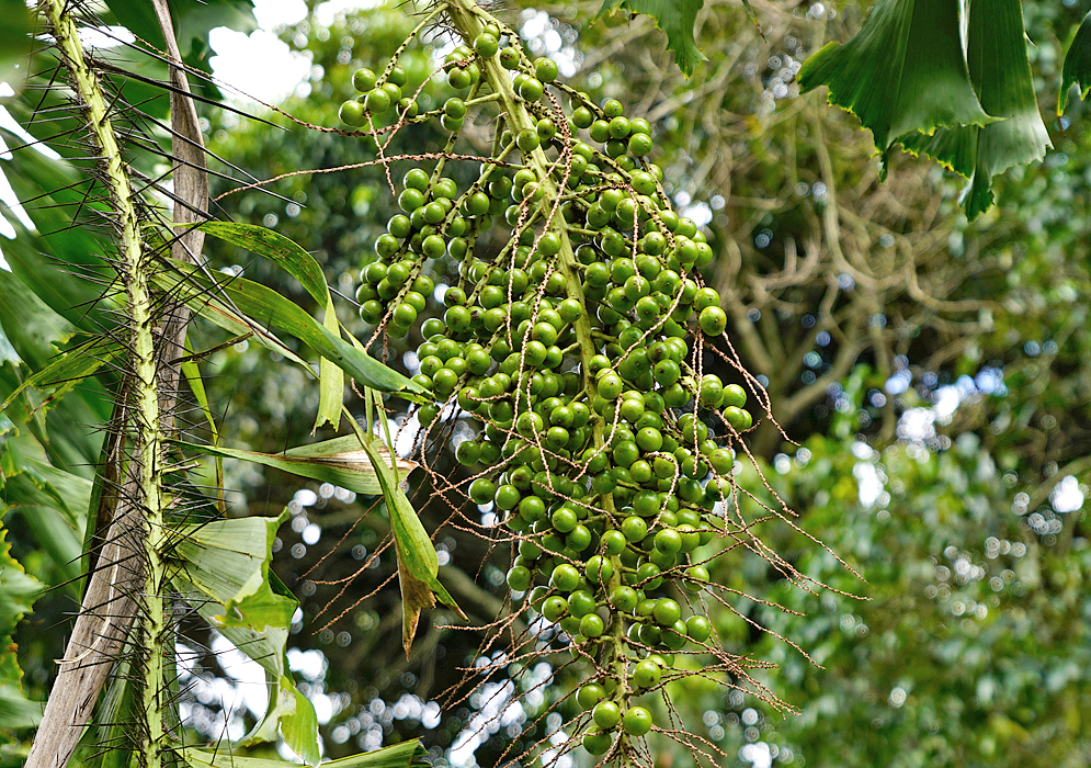 Aiphanes horrida inflorescence with green fruit