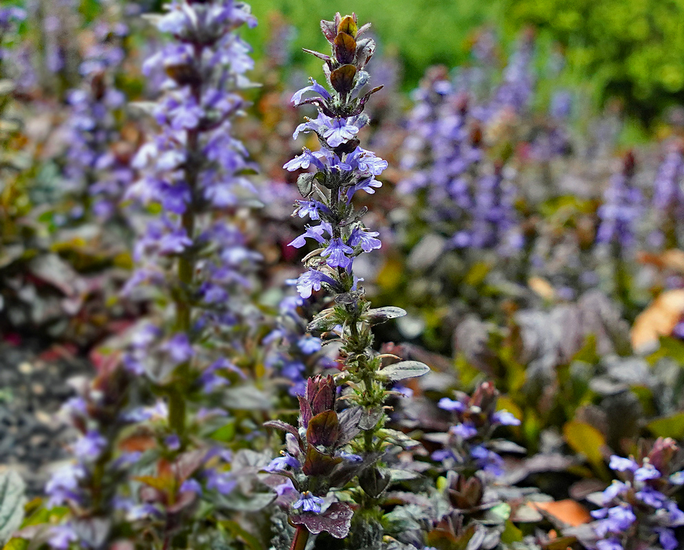 Ajuga reptans with purple flowers and dark purple leaves