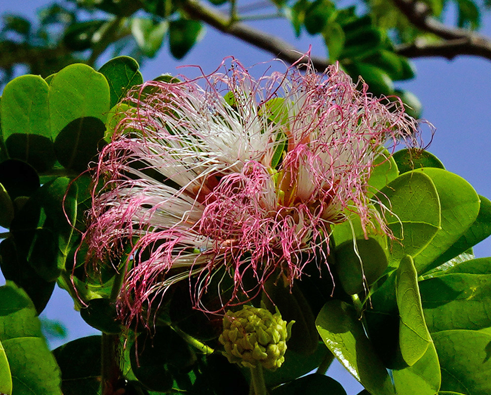 Albizia saman flower in bloom Close-up of a pink and white Albizia saman flower in full bloom, with elongated stamens extending outward from the center and surrounded by thick oval green leaves