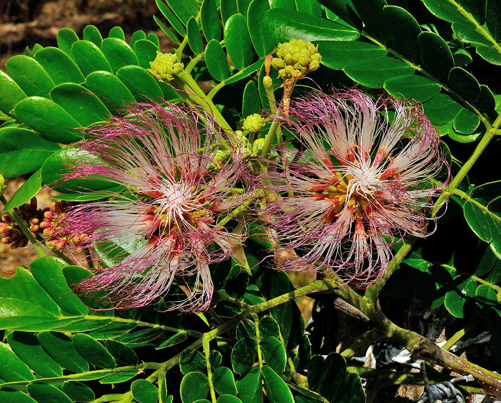 Albizia saman twin flowers Two Albizia saman flowers displaying clusters of fine pink and white filaments above paired green leaflets and unopened yellow flower buds