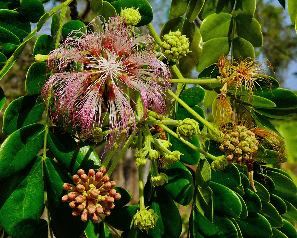 Albizia saman Pink White Flower An Albizia saman flower cluster with long pink and white stamens beside rounded green buds