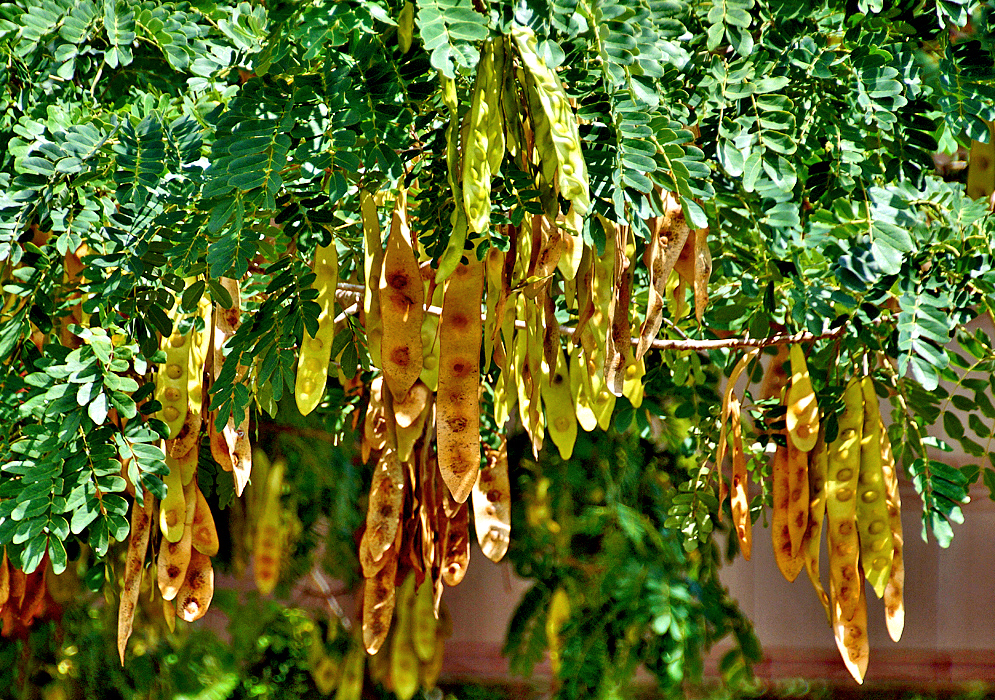 Green and tan seed pods hanging from an Albizia lebbeck tree