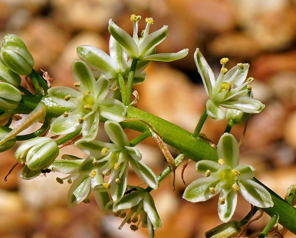 Close-up of Albuca bracteata flowers showing green-striped white petals, six yellow anthers, and slender filaments on a succulent flowering stalk