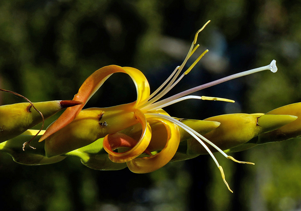 A large yellow Alcantarea extensa flower with recurved petals and prominent white stamens extending from a long inflorescence spike