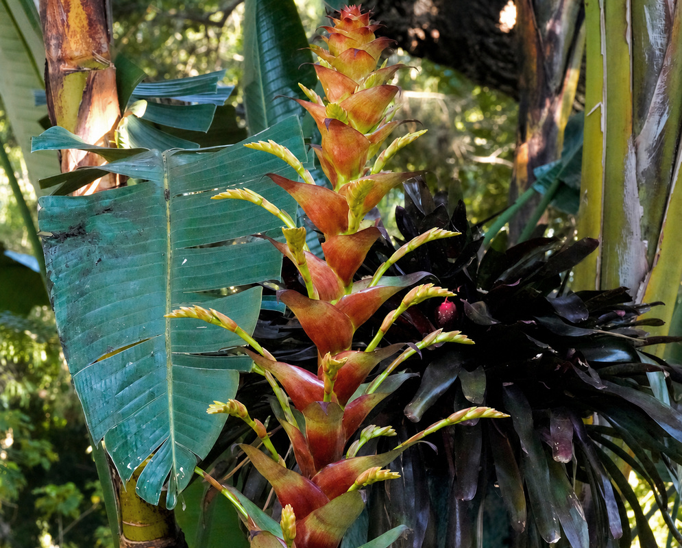 Alcantarea imperialis Orange Inflorescence Tall orange Alcantarea imperialis inflorescence branching above a broad leaf rosette