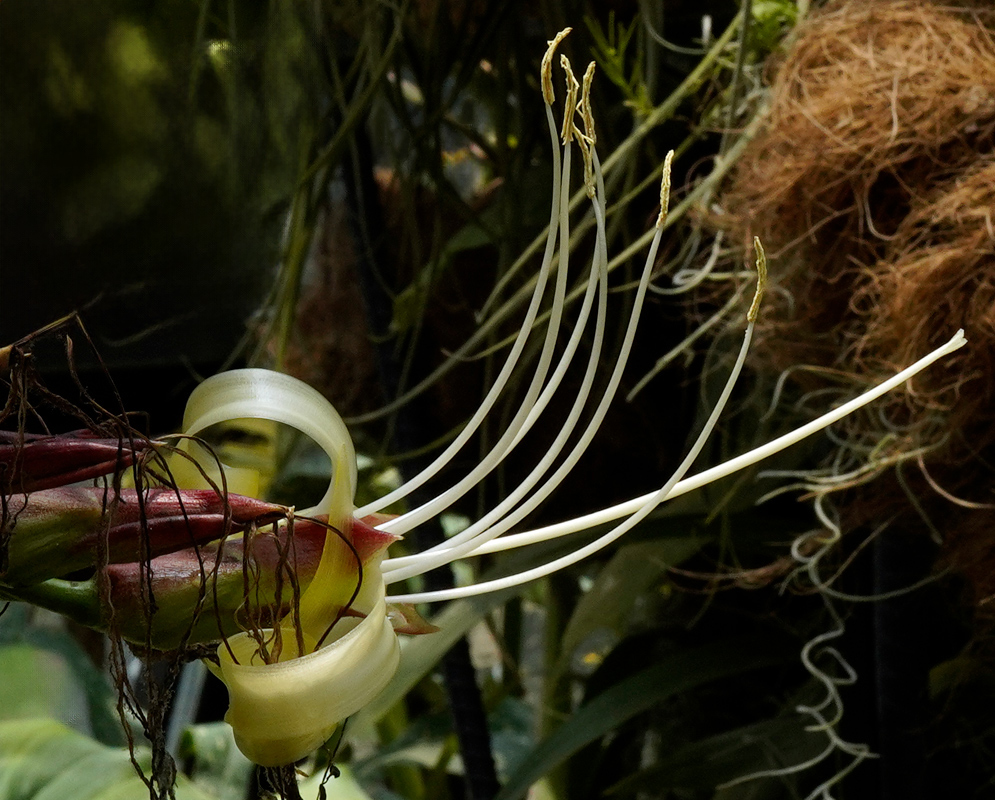 A close-up of Alcantarea imperialis showing a single curled yellow floral bract with long, protruding white filaments tipped with yellow anthers emerging from a reddish-green inflorescence stalk