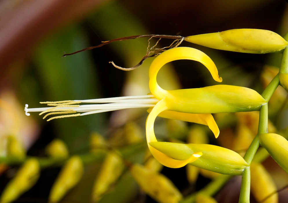 A single Alcantarea patriae flower with vivid yellow petals and long white filaments extending horizontally, each topped with yellow anthers, emerging from a compact yellow inflorescence stalk
