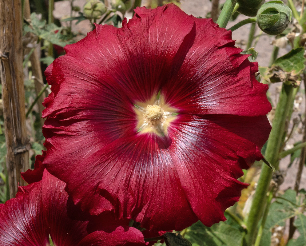 Alcea rosea Crimson Flower in Bloom A single Alcea rosea flower in full bloom with deep crimson petals, a pale yellow star-shaped center, and prominent staminal column, backed by upright green stems and developing buds