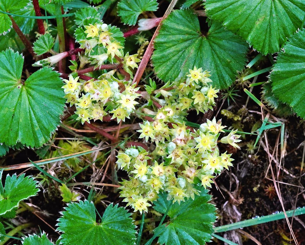 Alchemilla orbiculata has clusters of small greenish-yellow flowers among rounded pleated toothed leaves