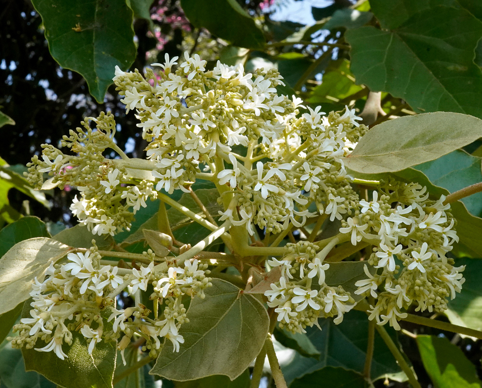 Multiple clusters of Aleurites moluccanus flowers with creamy white, five-petaled blooms on a tree branch surrounded by large, broad green leaves