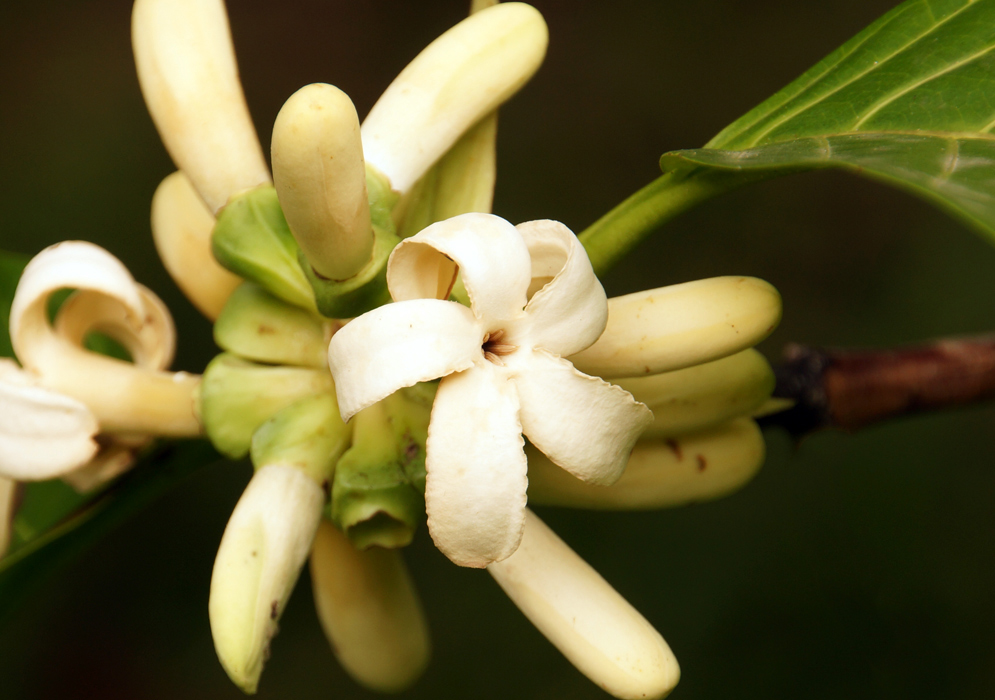 A white five-petal Alibertia patinoi flower