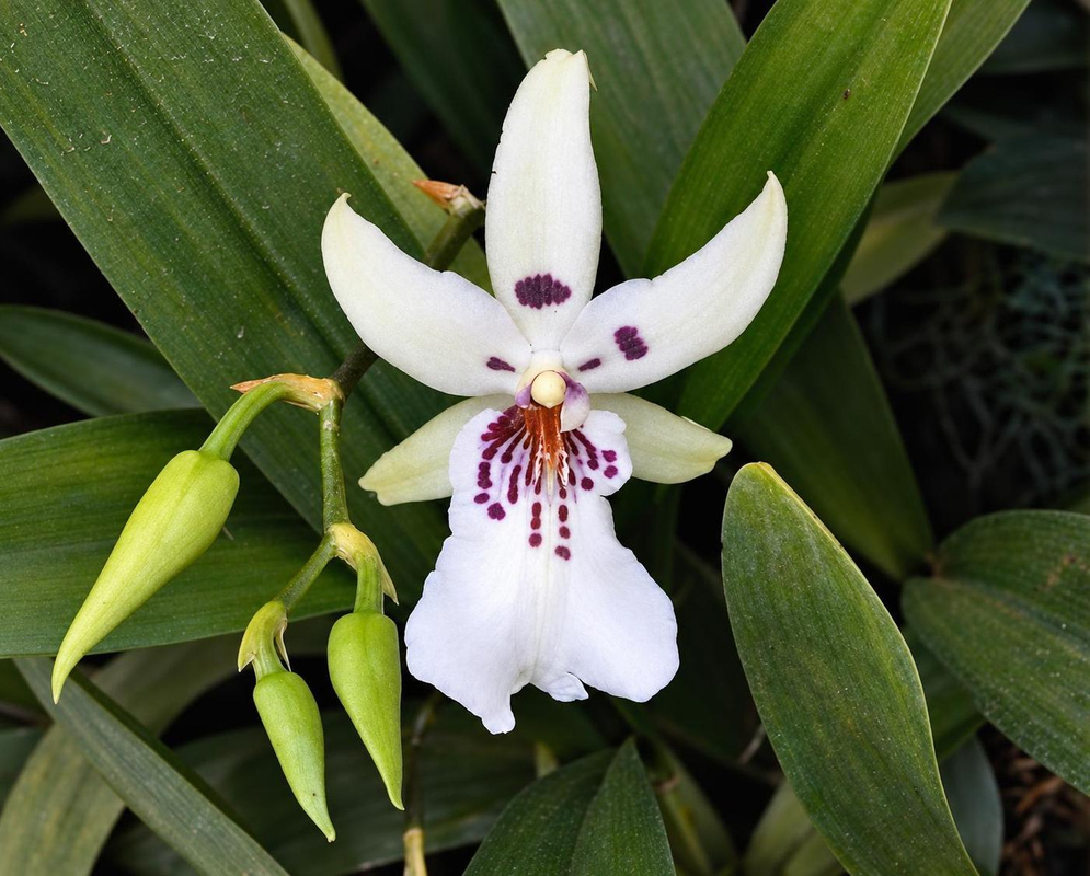 A white Aliceara hybrid flower has pointed petals and purple markings around its broad lip