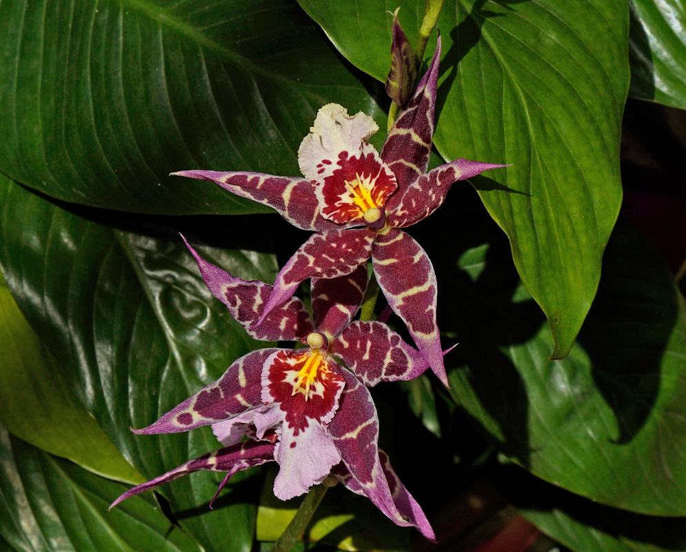 Aliceara stellar hoku Orchid in Bloom Two Aliceara Stellar Hoku orchid flowers with maroon petals marked by pale pink blotches and a bright yellow and red central lip, surrounded by glossy green foliage