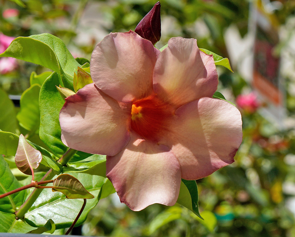 Delicate pink Allamanda blanchetii flower with soft petals and an orange throat, surrounded by glossy green leaves under full sunlight