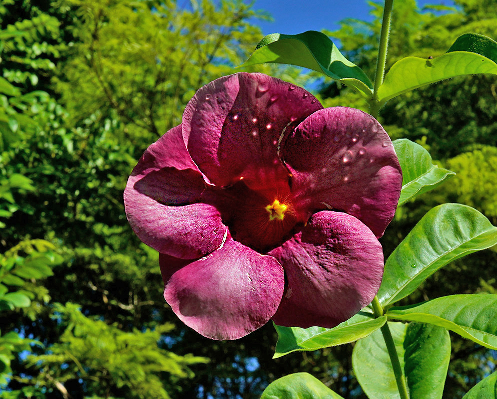 Allamanda blanchetii — Purple Allamanda Flower Deep purple-pink flower of Allamanda blanchetii with raindrops on its velvety petals and a yellow star-shaped throat, set against green leaves and blue sky