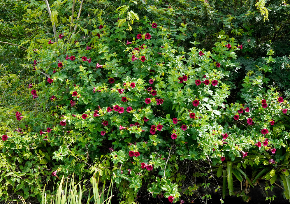 Allamanda blanchetii — Flowering Shrub in Full Bloom Lush shrub of Allamanda blanchetii densely covered with dark purple-pink trumpet-shaped flowers growing along a forest edge