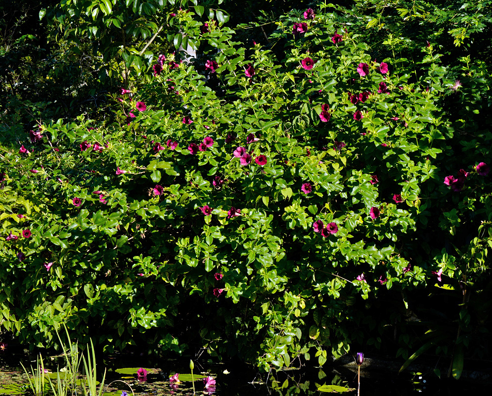 Allamanda blanchetii — Shrub with Dark Purple Flowers by Water Dense flowering shrub of Allamanda blanchetii with glossy green foliage and abundant deep purple-pink blossoms near the edge of a pond