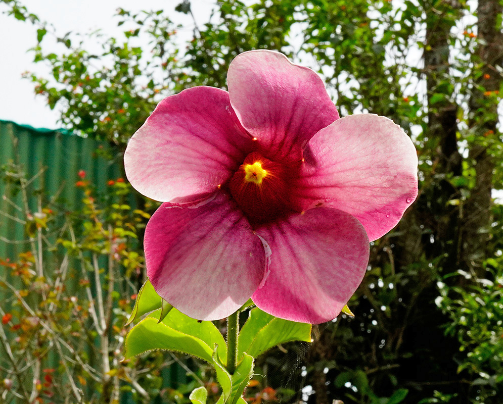 Allamanda blanchetii — Sunlit Purple Bloom Close-up of a radiant Allamanda blanchetii flower with pink-purple petals and a yellow star-shaped center, glistening in bright sunlight
