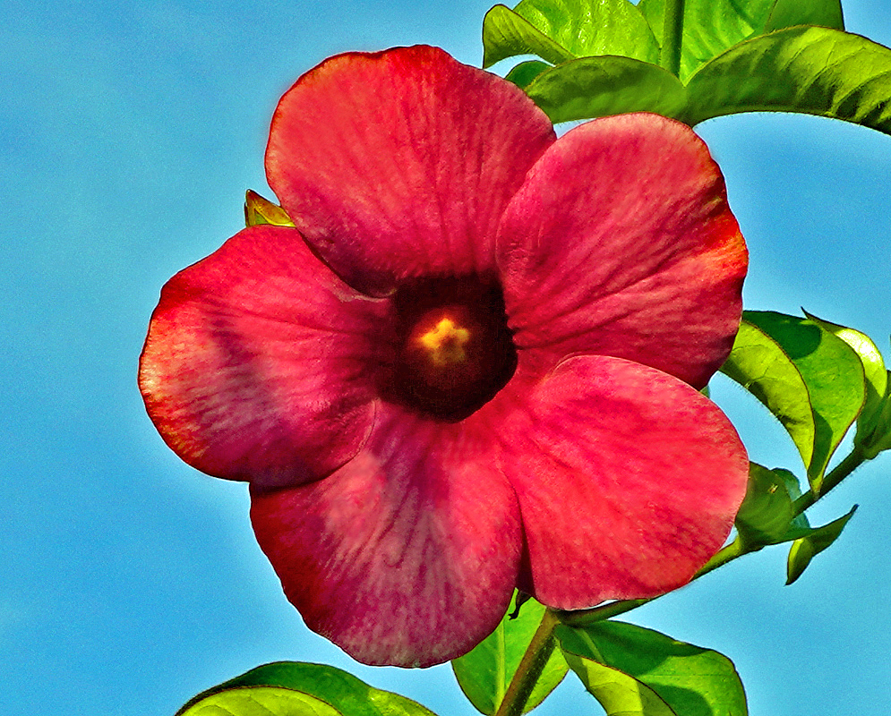 Large Allamanda blanchetii burgundy flower under blue sky