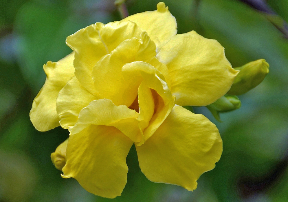 Bright yellow double Allamanda cathartica flower in sunlight
