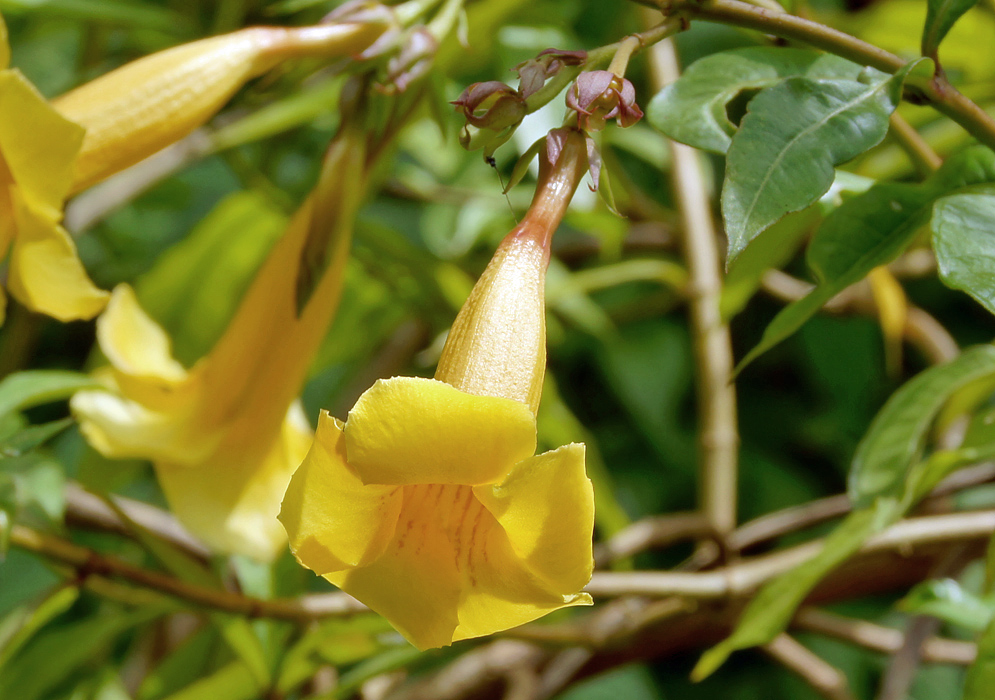 Downward tilted trumpet shape Allamanda cathartica yellow flower in sunlight
