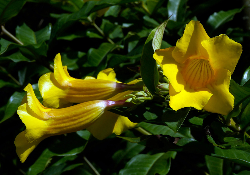 Close-up of a vivid yellow Allamanda cathartica flower with pronounced inner ridges and surrounded by glossy green leaves in bright sunlight