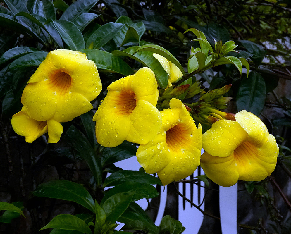 Cluster of four bright yellow Allamanda cathartica flowers with raindrops on their petals, surrounded by shiny green foliage after a rain shower