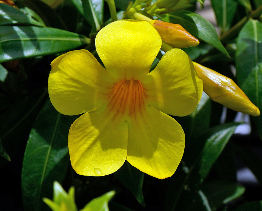 Close-up of a vivid yellow Allamanda cathartica 'Hendersonii' flower with red-orange throat lines and glossy green leaves in sunlight