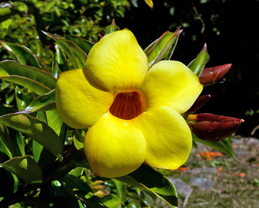 Single vivid yellow Allamanda cathartica 'Hendersonii' flower with reddish buds and shiny green leaves glowing in tropical sunlight