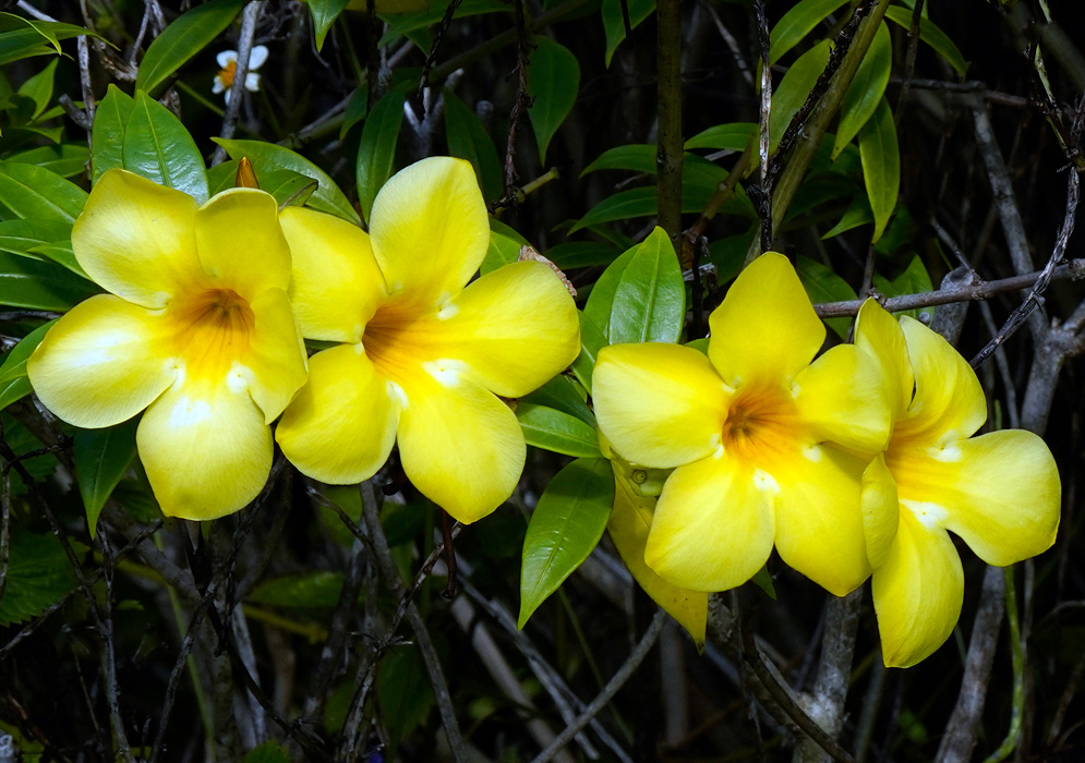 Cluster of bright yellow Allamanda cathartica 'Hendersonii' flowers with glossy green leaves and thin woody stems in a dense tropical shrub